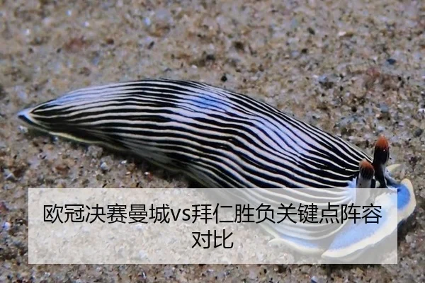 欧冠决赛曼城vs拜仁胜负关键点阵容对比